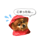 ポメラニアンのポロ（個別スタンプ：11）