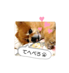ポメラニアンのポロ（個別スタンプ：13）