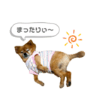 ポメラニアンのポロ（個別スタンプ：15）