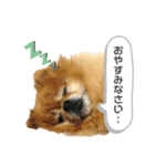 ポメラニアンのポロ（個別スタンプ：16）