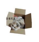 きなぼみ（個別スタンプ：3）