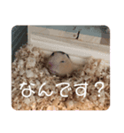 きんくまのぽて子（個別スタンプ：6）