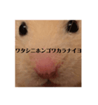 きんくまのぽて子（個別スタンプ：7）