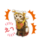 とらぢだよ（個別スタンプ：5）