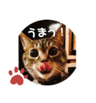 とらぢだよ（個別スタンプ：7）