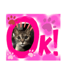 とらぢだよ（個別スタンプ：13）