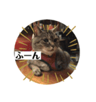 とらぢだよ（個別スタンプ：19）
