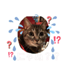 とらぢだよ（個別スタンプ：20）