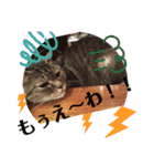 とらぢだよ（個別スタンプ：21）