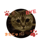 とらぢだよ（個別スタンプ：24）