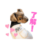 そらまるとちゃちゃたろう（個別スタンプ：3）