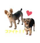 そらまるとちゃちゃたろう（個別スタンプ：5）