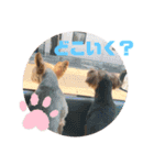 そらまるとちゃちゃたろう（個別スタンプ：11）