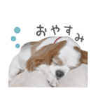 毎日ミロちゃん（個別スタンプ：2）