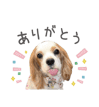 毎日ミロちゃん（個別スタンプ：8）