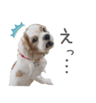毎日ミロちゃん（個別スタンプ：13）