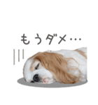 毎日ミロちゃん（個別スタンプ：17）