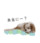 毎日ミロちゃん（個別スタンプ：18）