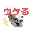 今日のテツ②（個別スタンプ：5）