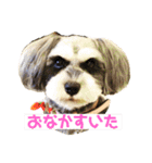 ミニチュアシュナウザーのわらび（個別スタンプ：1）