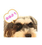 ミニチュアシュナウザーのわらび（個別スタンプ：3）