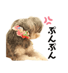 ミニチュアシュナウザーのわらび（個別スタンプ：4）
