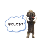 ミニチュアシュナウザーのわらび（個別スタンプ：6）