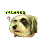 ミニチュアシュナウザーのわらび（個別スタンプ：9）