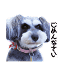 ミニチュアシュナウザーのわらび（個別スタンプ：10）