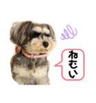 ミニチュアシュナウザーのわらび（個別スタンプ：12）