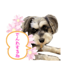 ミニチュアシュナウザーのわらび（個別スタンプ：16）