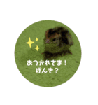 うちのペット族（個別スタンプ：3）