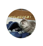 うちのペット族（個別スタンプ：5）