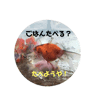 うちのペット族（個別スタンプ：6）