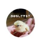 うちのペット族（個別スタンプ：8）