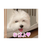 スーパーシロ♡♡（個別スタンプ：1）