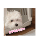 スーパーシロ♡♡（個別スタンプ：2）