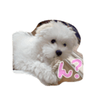 スーパーシロ♡♡（個別スタンプ：6）