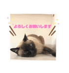 家の可愛い空くん（個別スタンプ：28）