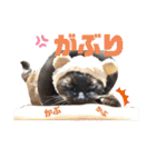 家の可愛い空くん（個別スタンプ：33）