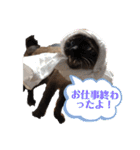 家の可愛い空くん（個別スタンプ：37）