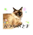 まろ猫のまろやかスタンプ（個別スタンプ：2）