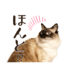 まろ猫のまろやかスタンプ（個別スタンプ：3）