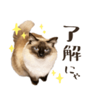 まろ猫のまろやかスタンプ（個別スタンプ：4）