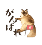 まろ猫のまろやかスタンプ（個別スタンプ：5）