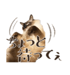 まろ猫のまろやかスタンプ（個別スタンプ：6）