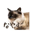 まろ猫のまろやかスタンプ（個別スタンプ：8）