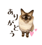 まろ猫のまろやかスタンプ（個別スタンプ：9）