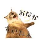 まろ猫のまろやかスタンプ（個別スタンプ：11）