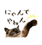 まろ猫のまろやかスタンプ（個別スタンプ：15）